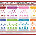 Chemical-Structures-of-Neurotransmitters-2015
